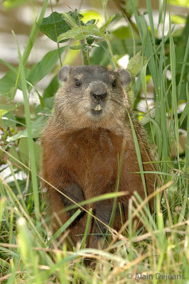 Marmotte