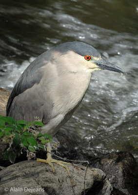 Bihoreau gris