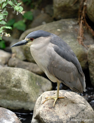 Bihoreau gris