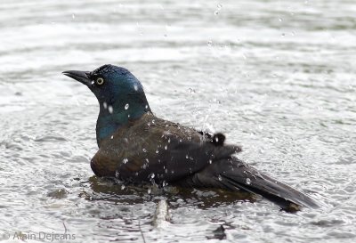 Quiscale bronz au bain