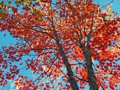 PARC FORILLON AUTOMNE