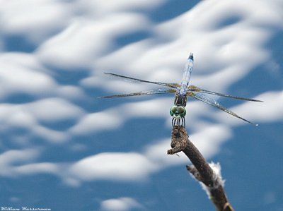 Dragonfly with Sky Reflections