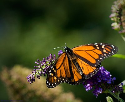 Monarch Butterfly