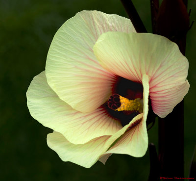 Okra Flower (Hibiscus esculentus L.)