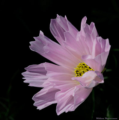 Pink Cosmo 