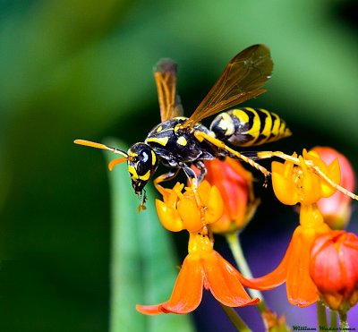 Yellow Jacket