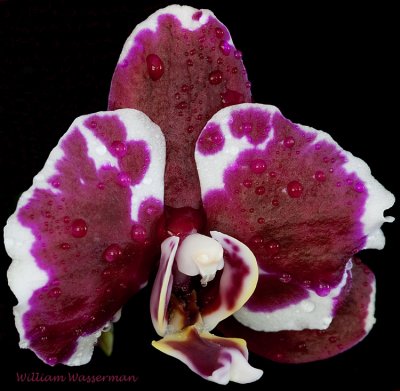 Phalaenopsis X  Doritaenopsis hybrid
