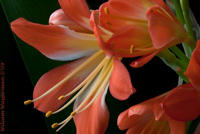 Clivia