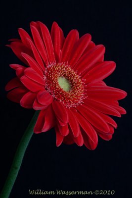 Red Gerbera Daisy