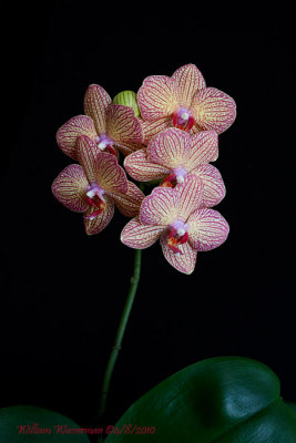 Candy Stripe Phalaenopsis