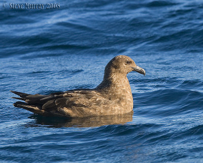 Brown Skua (Catharacta antarcticus)