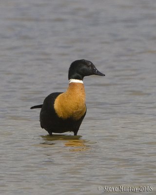 Australian Shelduck (Tadorna tadornoides)