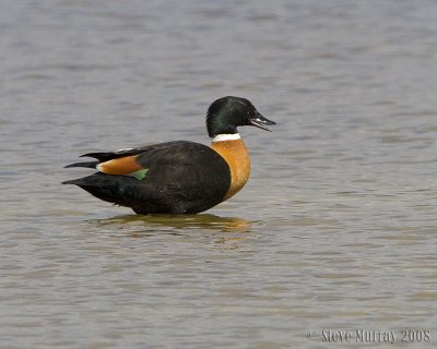 Australian Shelduck (Tadorna tadornoides)