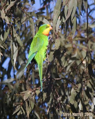 Superb Parrot (Polytelis swainsonii)