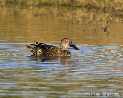 Australasian Shoveler (Spatula rhynchotis)