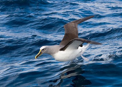 Buller's Albatross (Thalassarche bulleri)