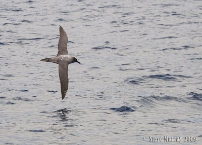 Light-mantled Albatross