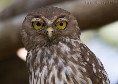 Barking Owl (Ninox connivens peninsularis)