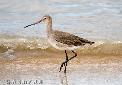 Black-tailed Godwit (Limosa limosa melanuroides)
