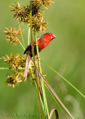 Crimson Finch
