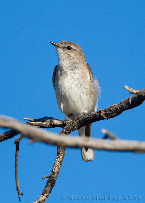 Jacky Winter (Microeca fascinans)