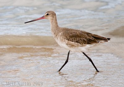 Black-tailed Godwit (Limosa limosa melanuroides)