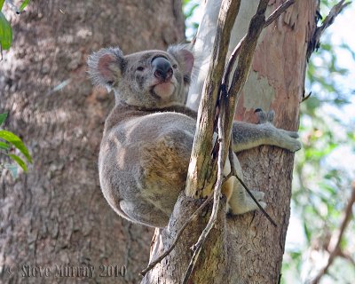 Koala (Phascolarctidae)