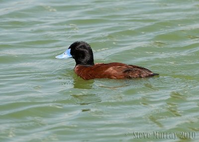 Blue-billed Duck