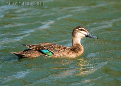 Pacific Black Duck