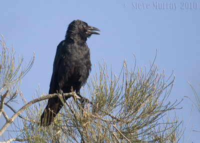 Torresian Crow (Corvus orru ceciliae)