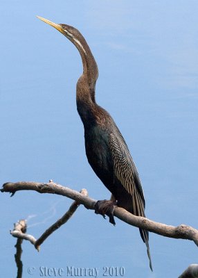 Australasian Darter (Anhinga novaehollandiae)