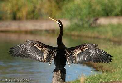 Australasian Darter (Anhinga novaehollandiae