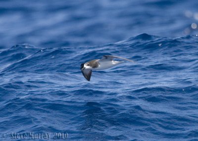 Gould's Petrel (Pterodroma leucoptera)