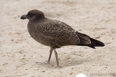 Pacific Gull (Larus pacifica)
