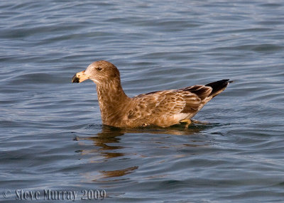 Pacific Gull (Larus pacifica)