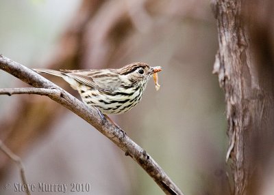 Speckled Warbler (Chthonicola sagittata)