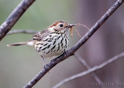 Speckled Warbler (Chthonicola sagittata)