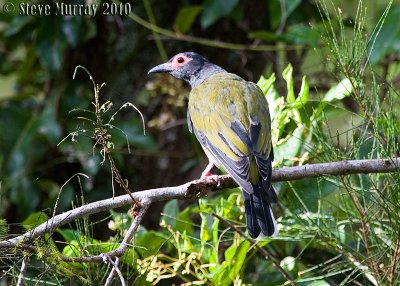 Australasian Figbird (Sphecotheres vieilloti)