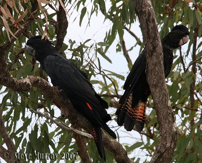 Red-tailed Black Cockatoo (Calyptorhynchus banksii)