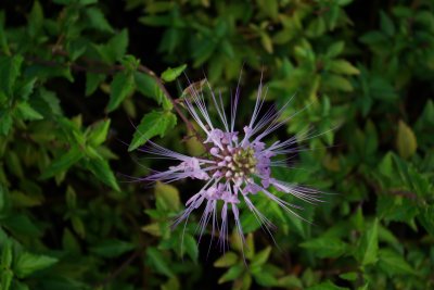 Singapore Botanics