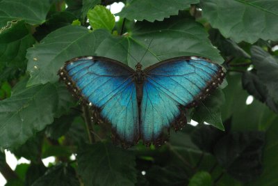 Butterfly House, Whitehouse Ohio