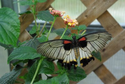 Butterfly House, Whitehouse Ohio