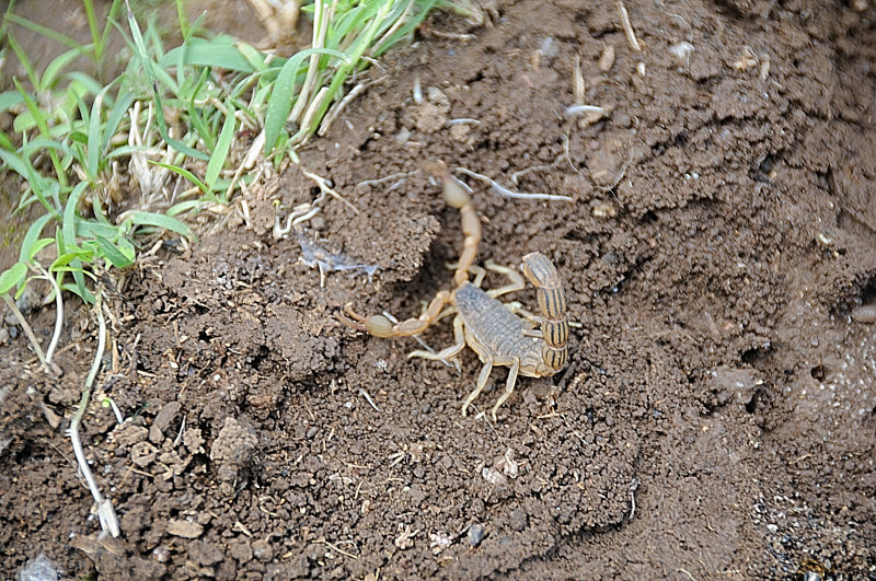 Ethiopia 2008