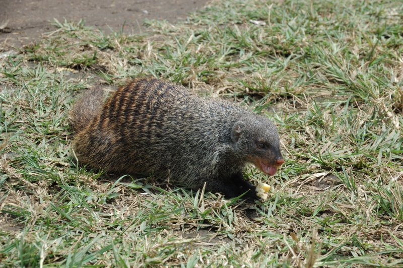 banded mongoose 1