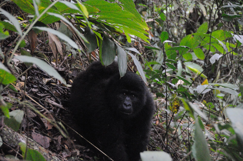 gorilla 2