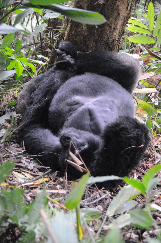gorilla 19