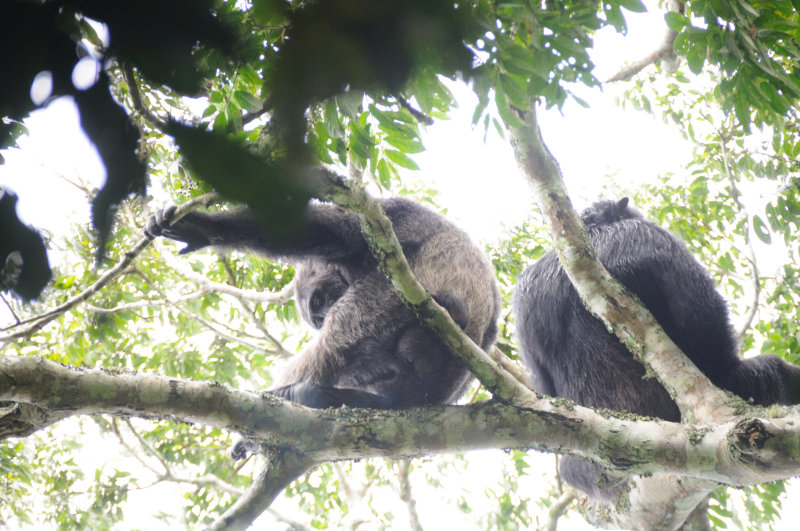 chimpanzee