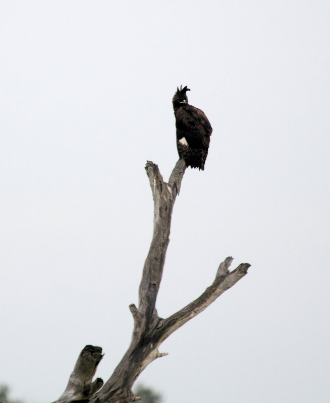 long-crested eagle