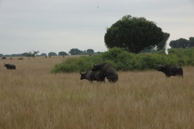 African buffalo 2