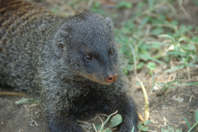 banded mongoose 2